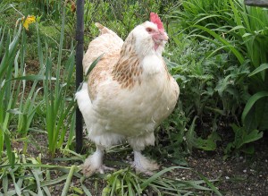One of the ladies responsible for our eggs
